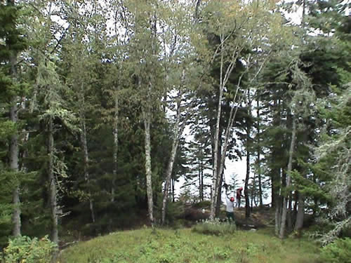 Vista Cutting in Hampden, Maine